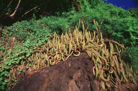 F6_Cactus.jpg