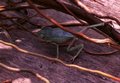 D4_Grenouille.jpg