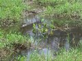 IMG_3026.JPG