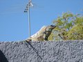 Img_3239.jpg