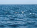 dauphins.jpg